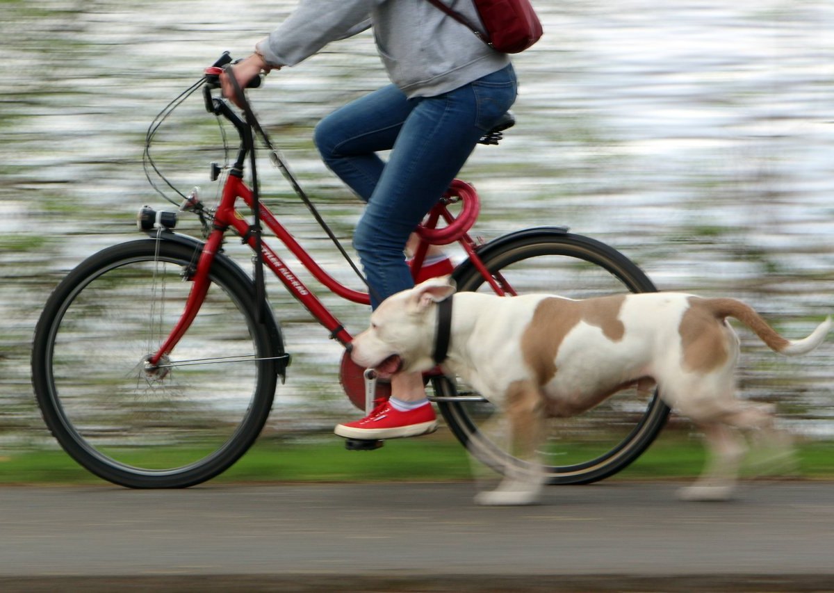 Hund Fahrrad Leine