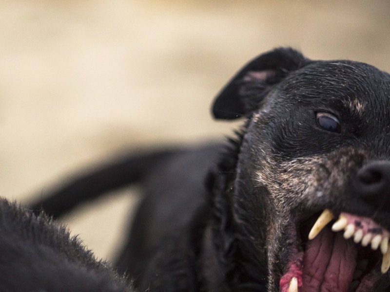 Hund-Harz-Polizei