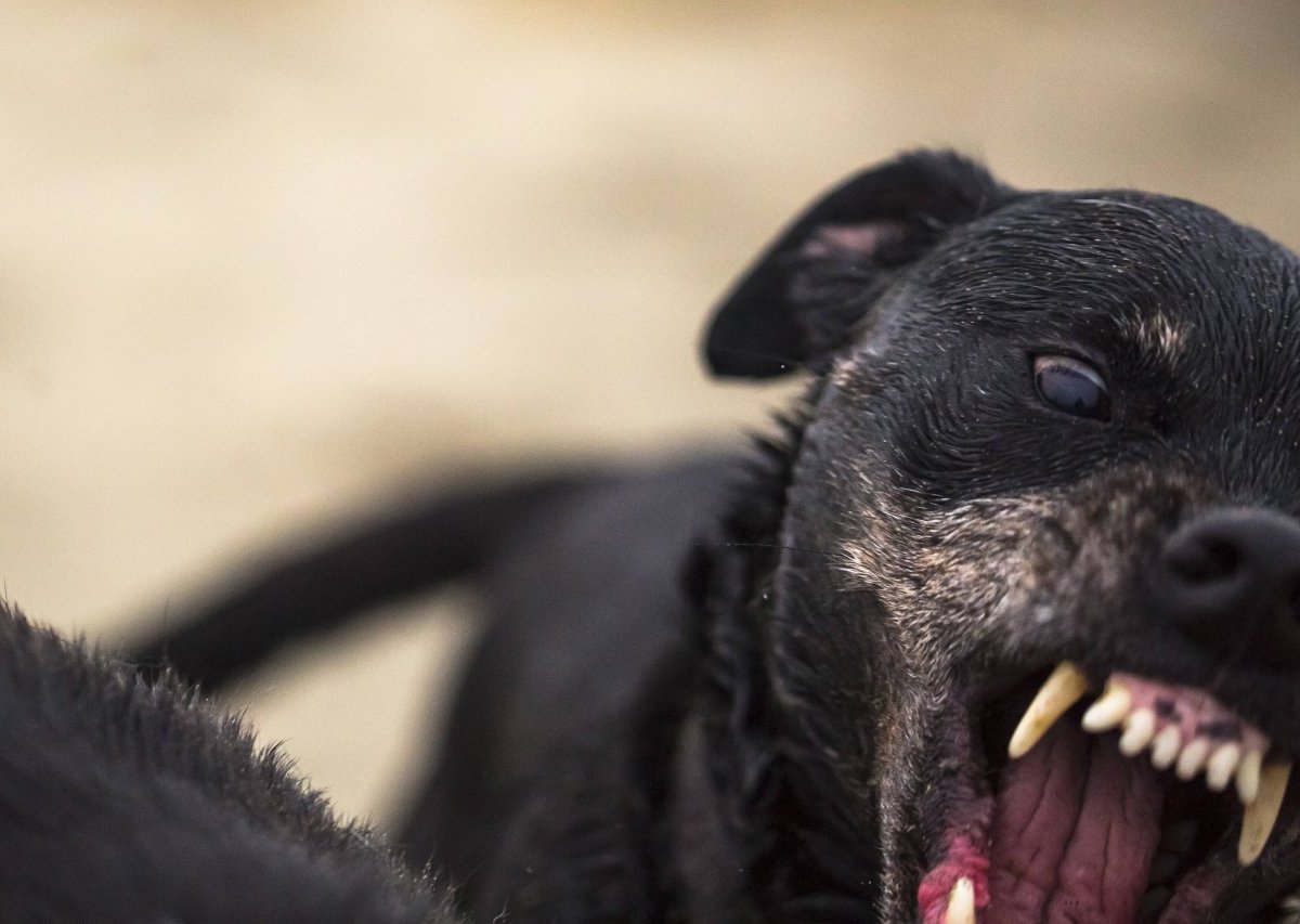 Hund-Harz-Polizei