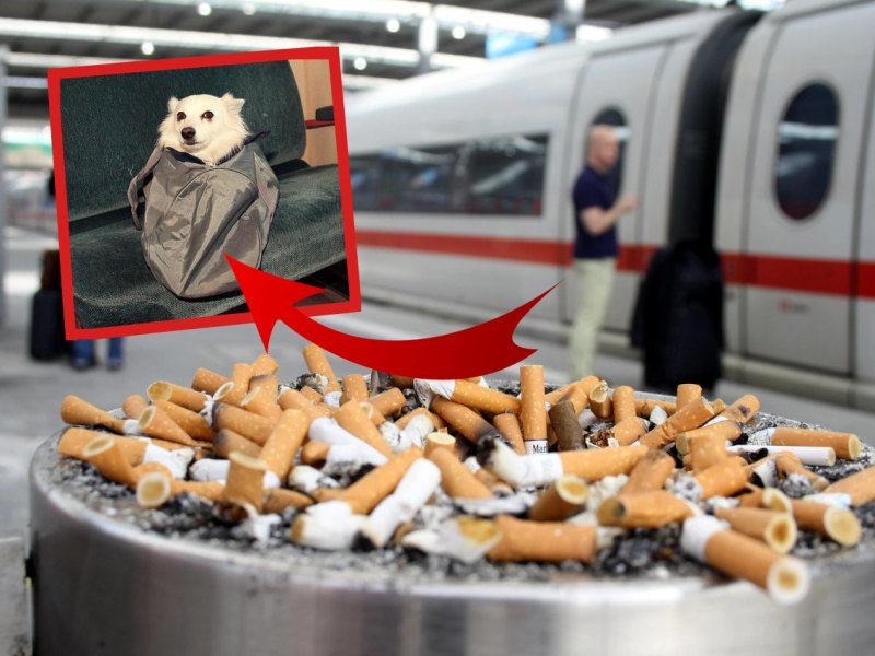 Hund-Leipzig