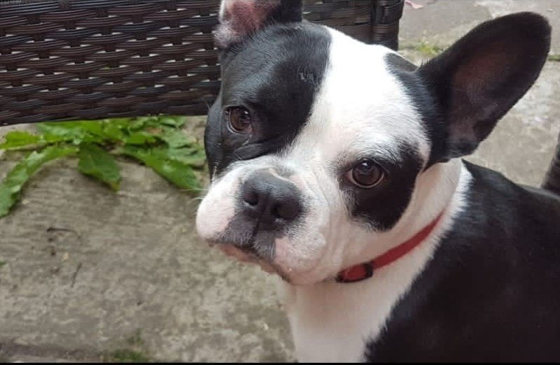 Hund Sömmerda.jpg