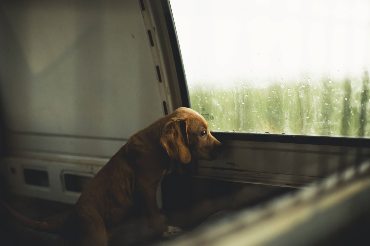 Hund: Die Polizei Thüringen sucht die Tierquäler. (Symbolbild)