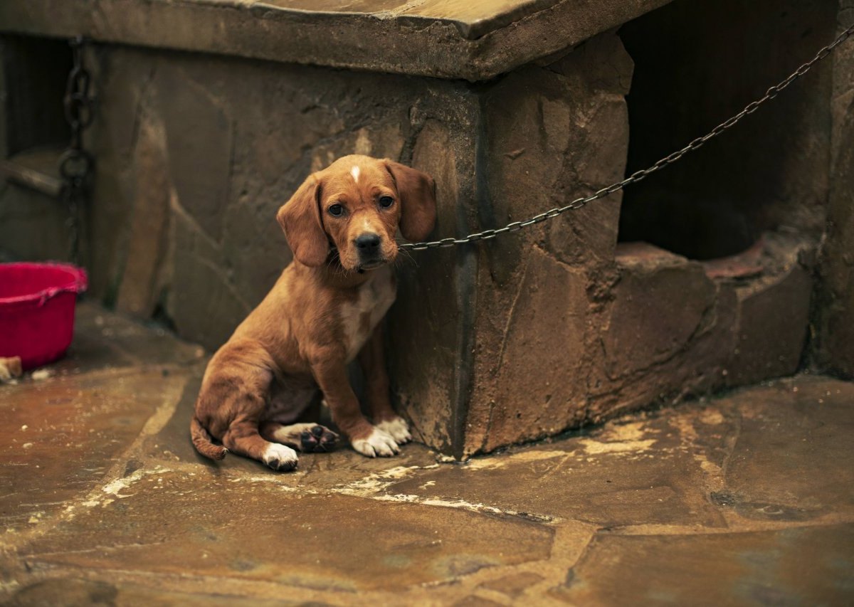 Hund Thüringen