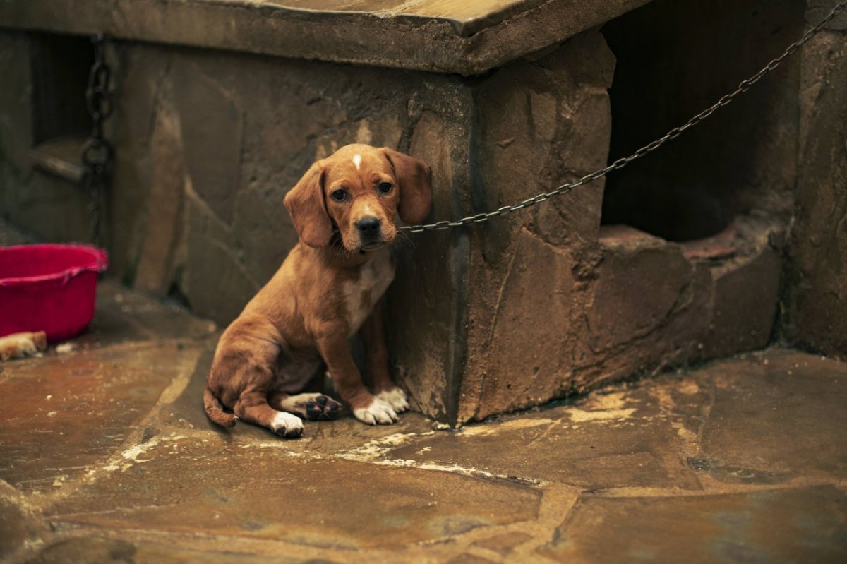 Hund Thüringen