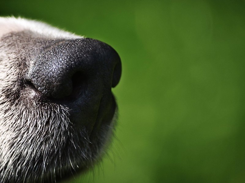 Hund-Thüringen