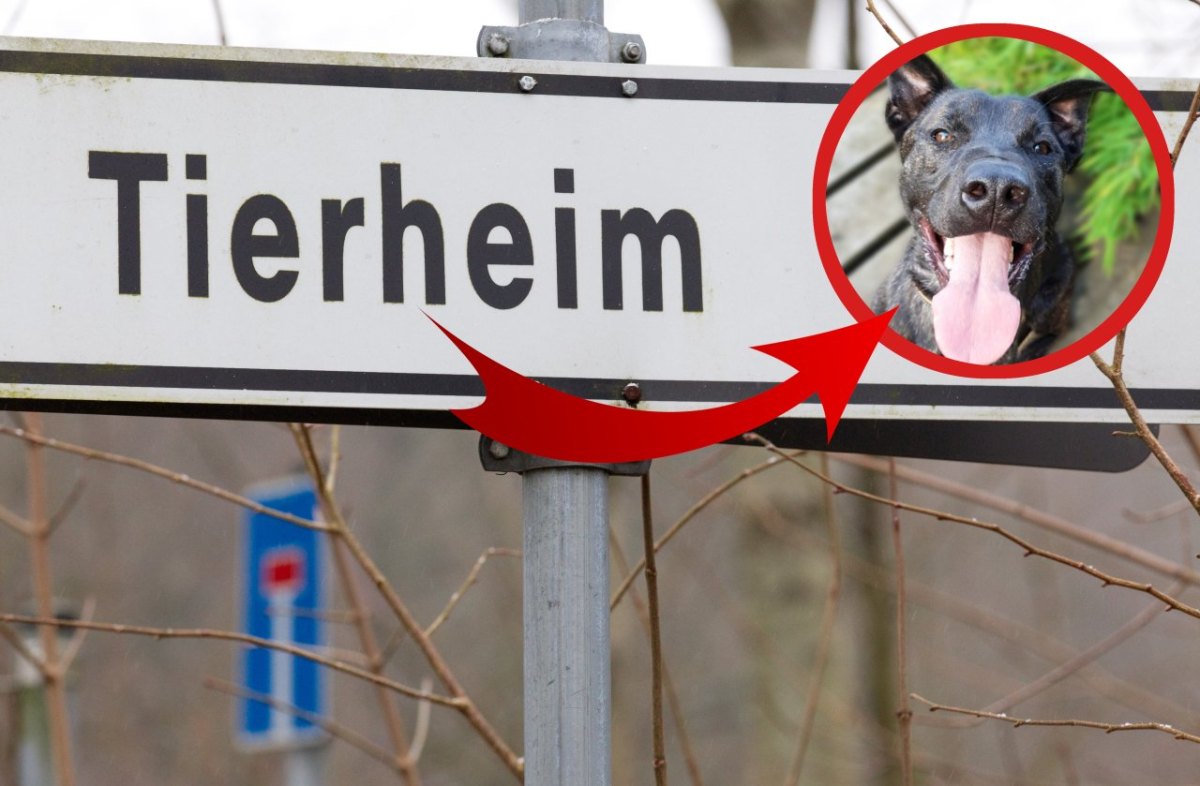 Hund-Thüringen-Tierheim