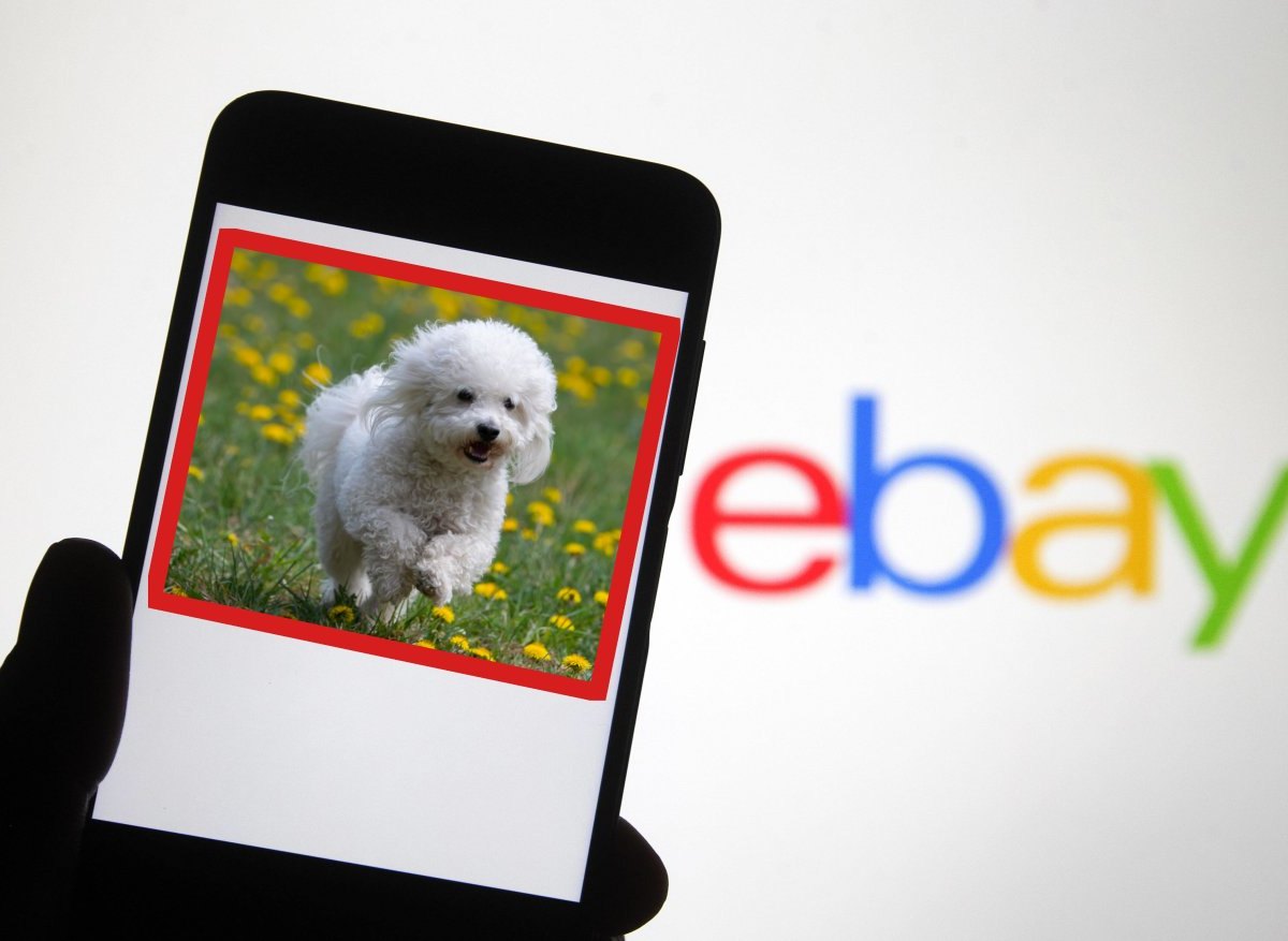 Hund-Thüringen-ebay