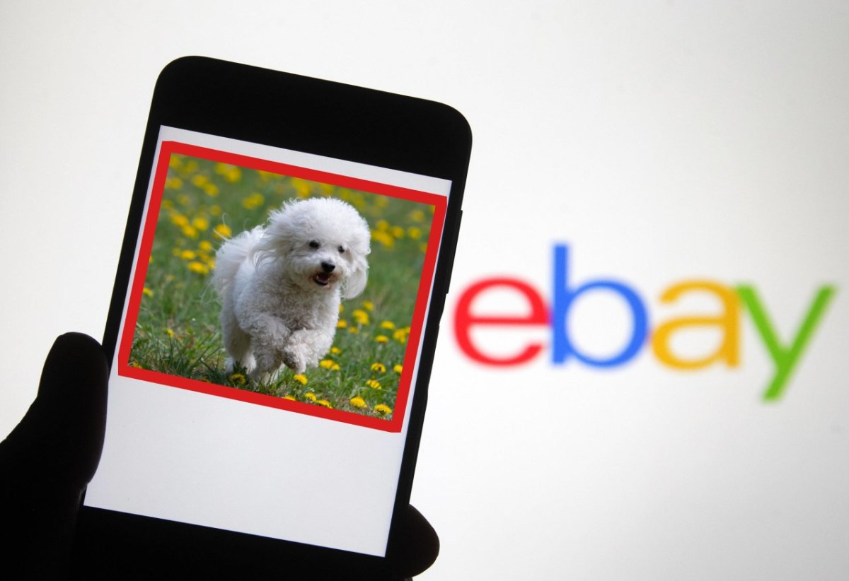 Hund-Thüringen-ebay