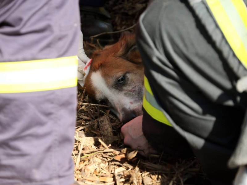 Hund Unfall Feuerwehr eingeschläfert