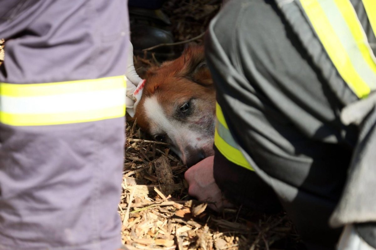 Hund Unfall Feuerwehr eingeschläfert