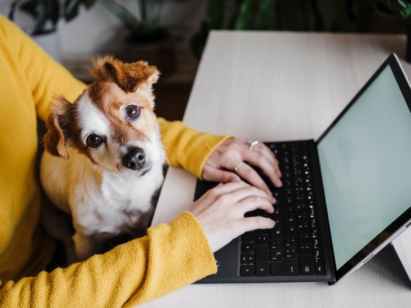 Hund im Home Office.jpg