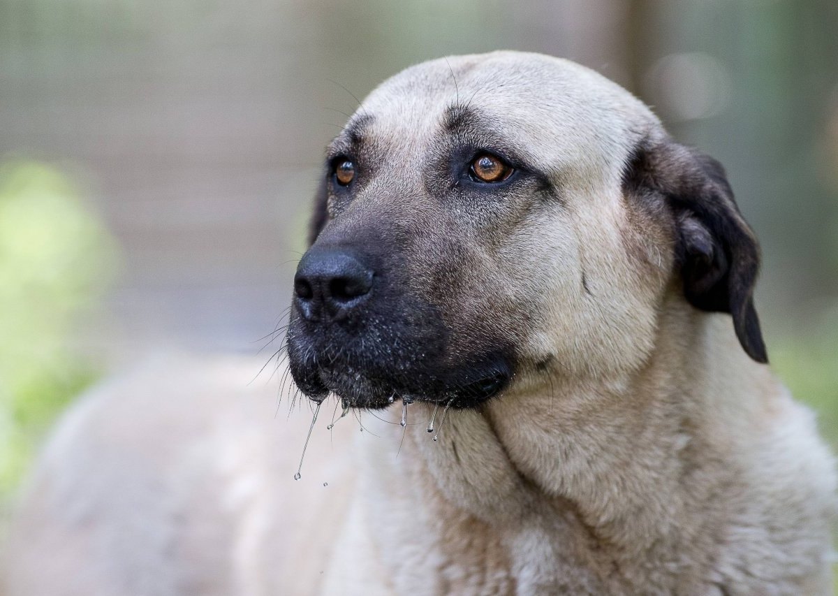 Hund in Thüringen