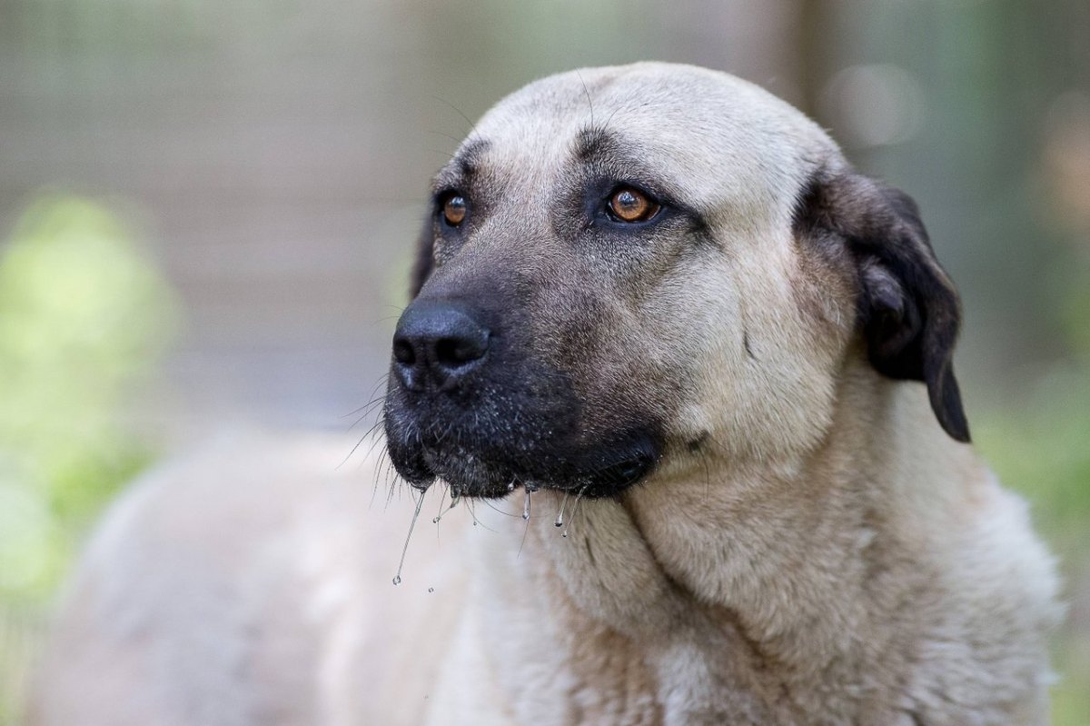 Hund in Thüringen