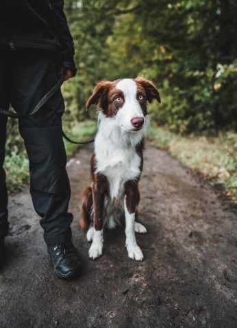 Hund Kevin erschnüffelt etwas ganz Besonderes in Thüringen. 