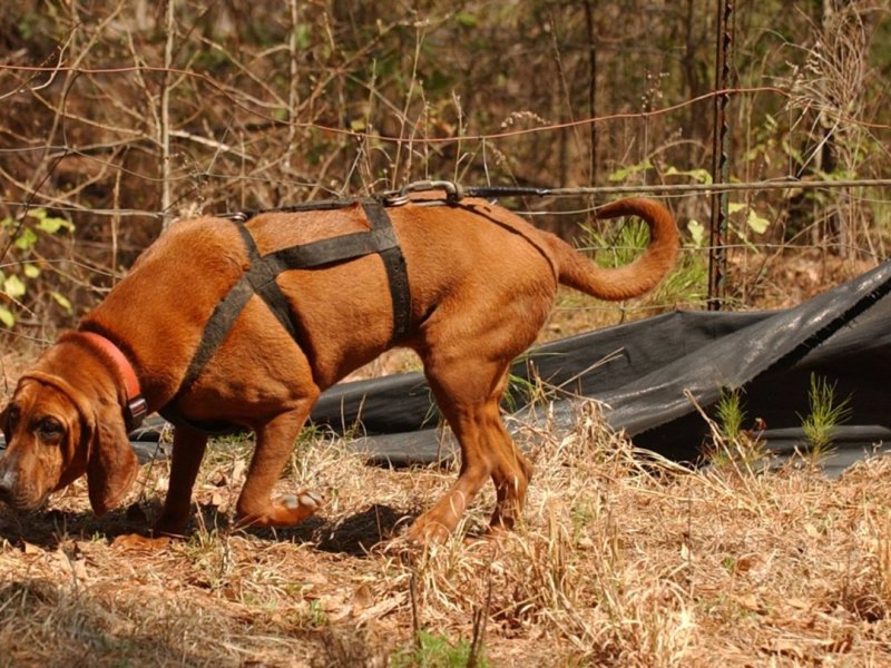 Hund in Thüringen