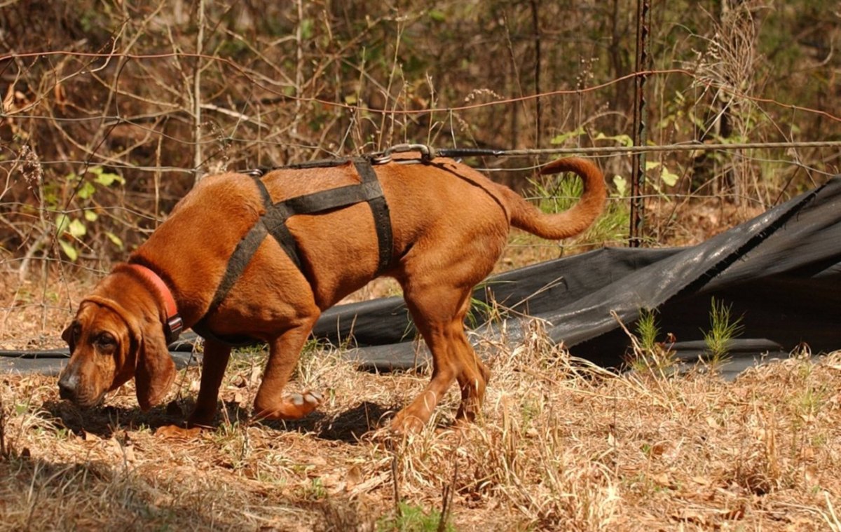 Hund in Thüringen