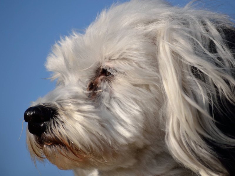 Hund in Thüringen