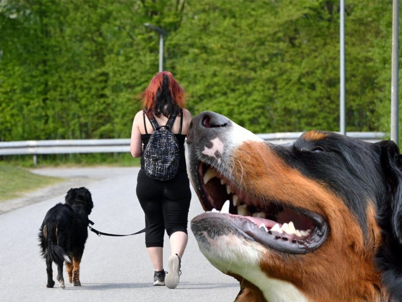 Hund in Thüringen.jpg