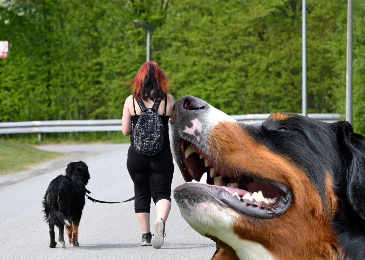 Hund in Thüringen.jpg