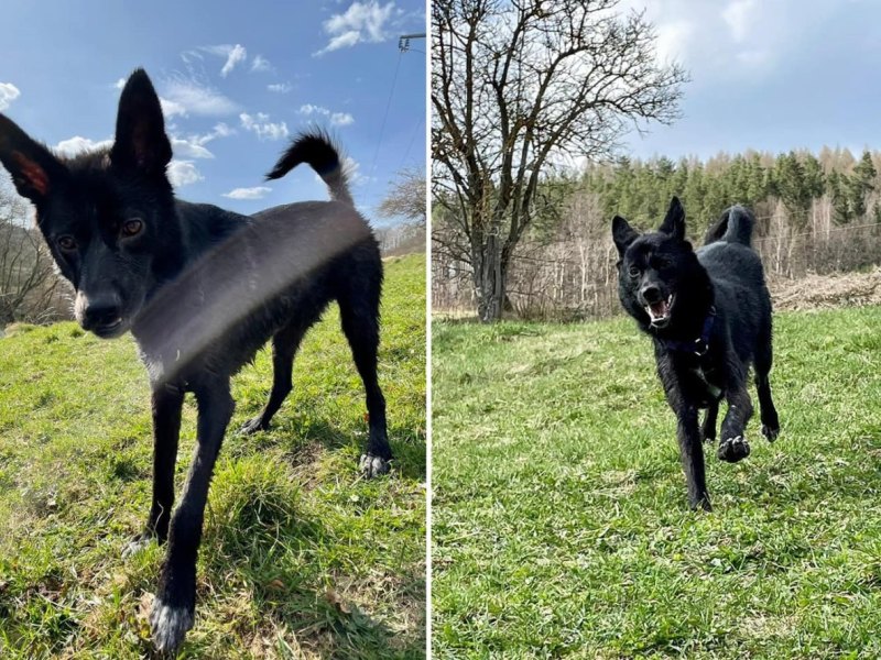 Hund in Thüringen.jpg