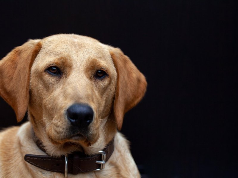Hund in Thüringen.jpg