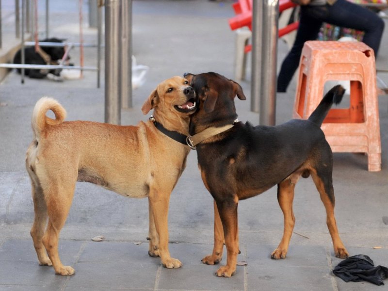 Hund in Thüringen