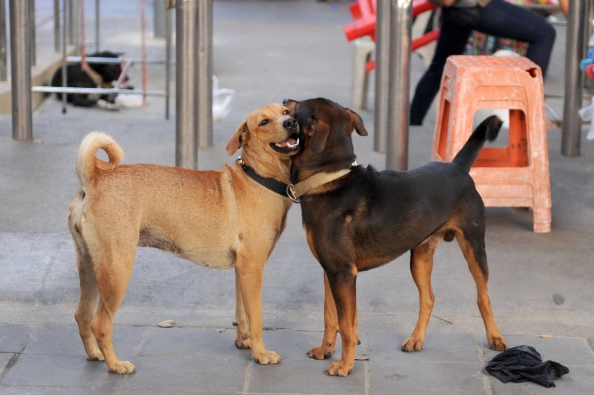 Hund in Thüringen