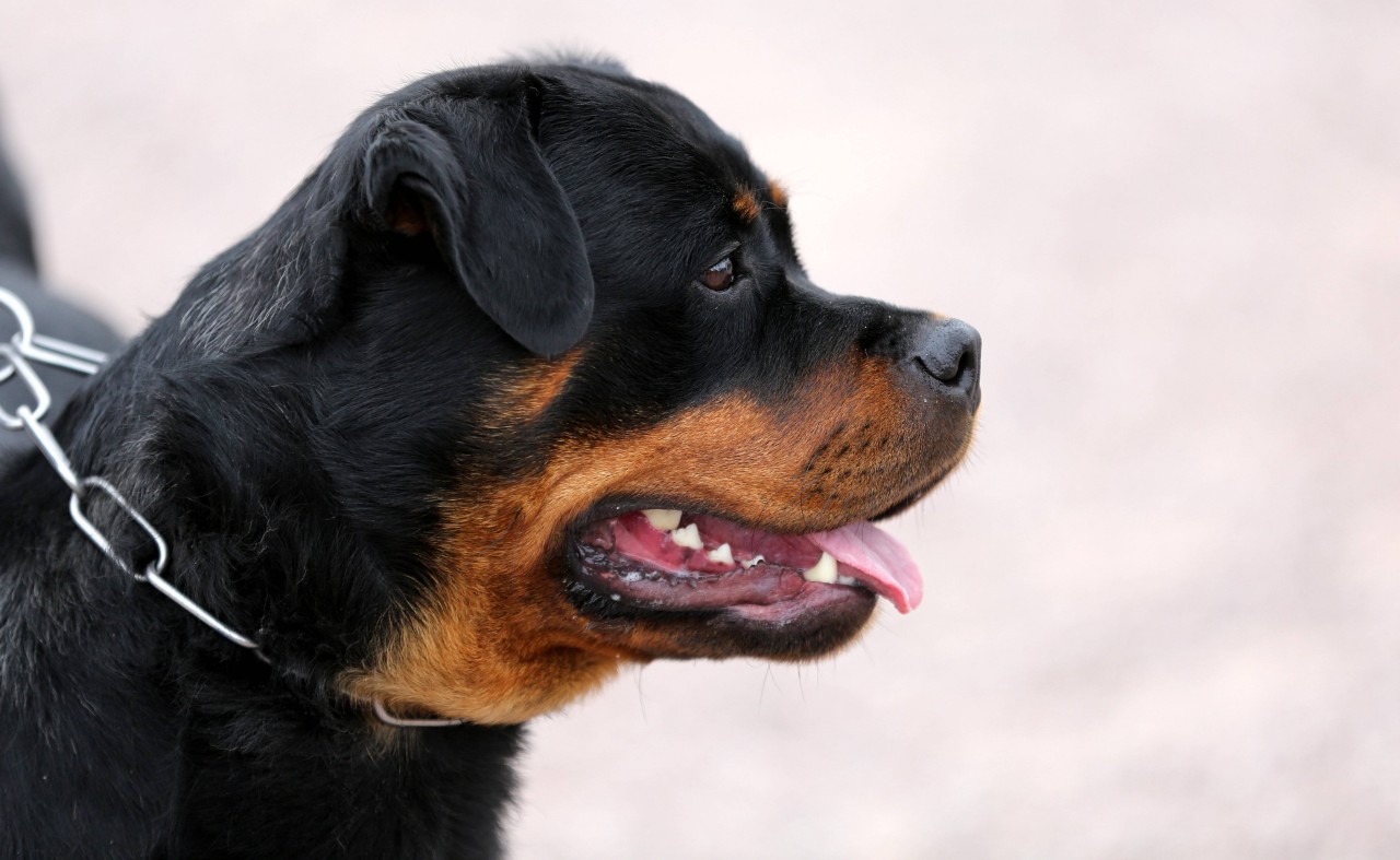 Ein Hund sorgte in Thüringen für Panik. (Archivbild)