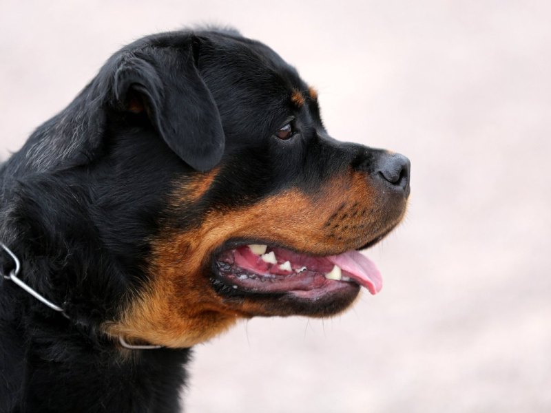 Hund in Thüringen