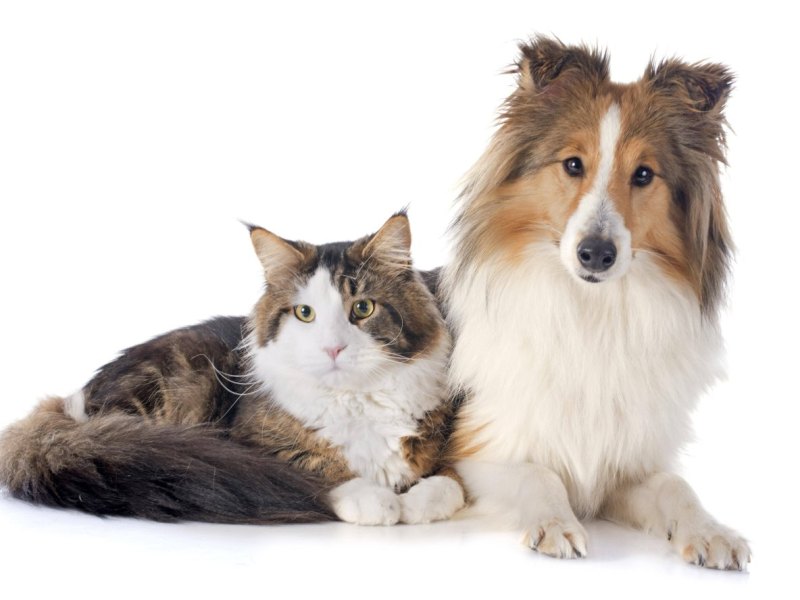Hund und Katze