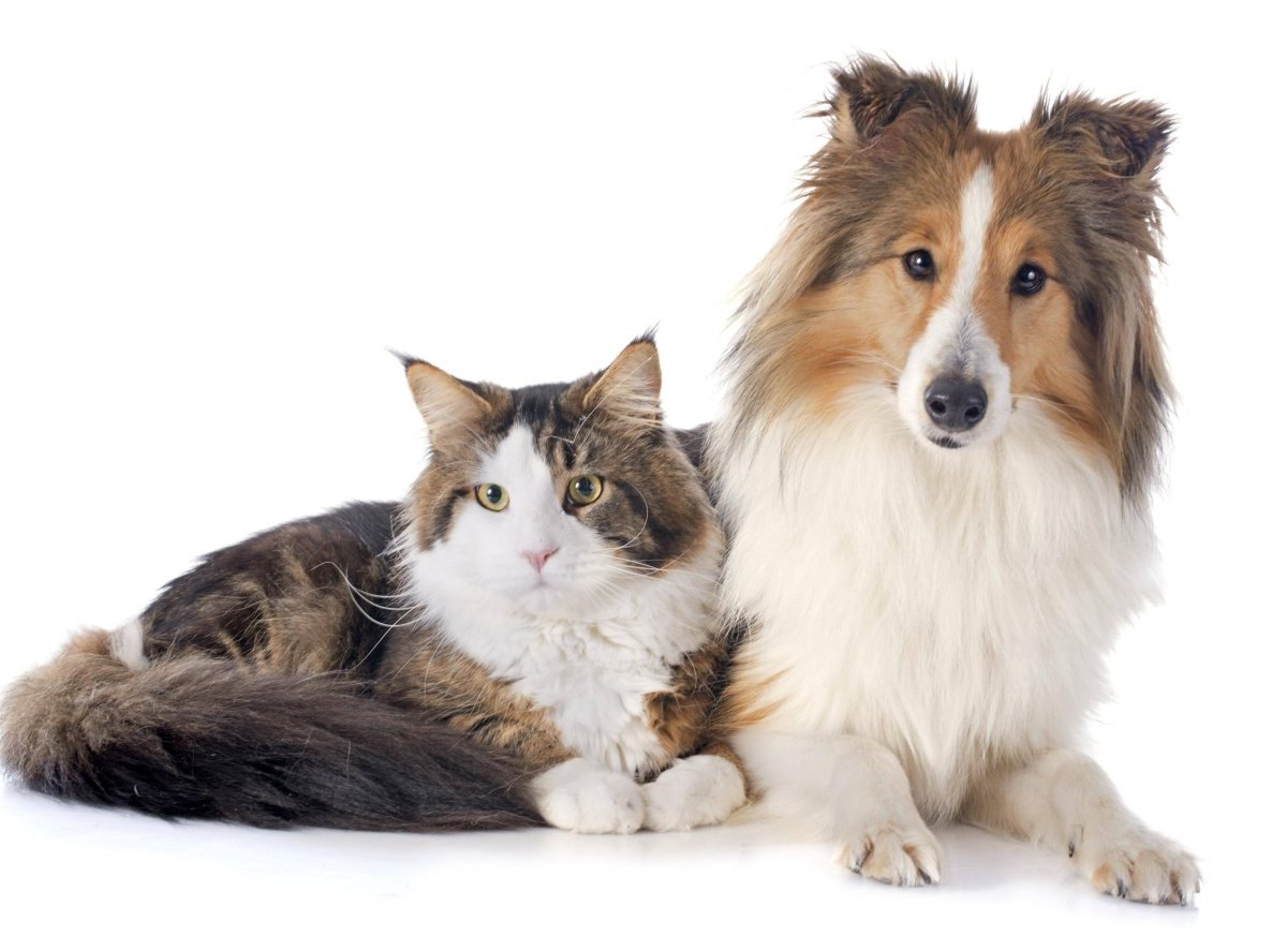 Hund und Katze