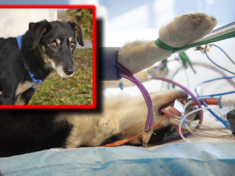 Hunde Hund Nicky Tierheim Thüringen Nordhausen Tierarzt.jpg
