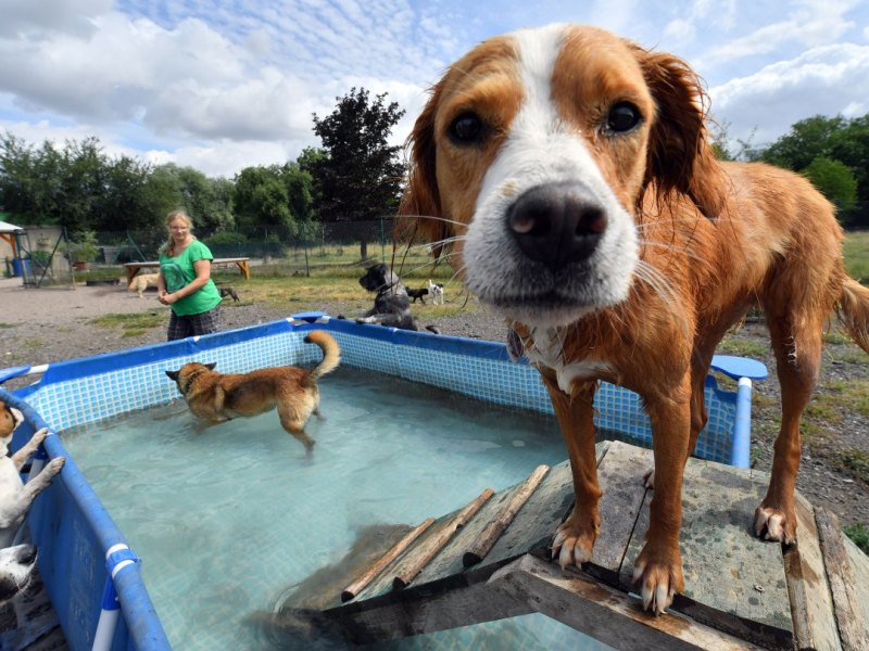 Hunde-Tagesstätte Erfurt
