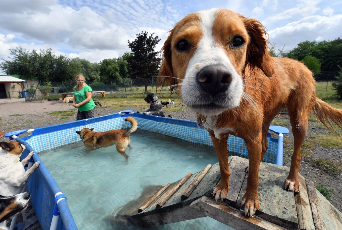 Hunde-Tagesstätte Erfurt