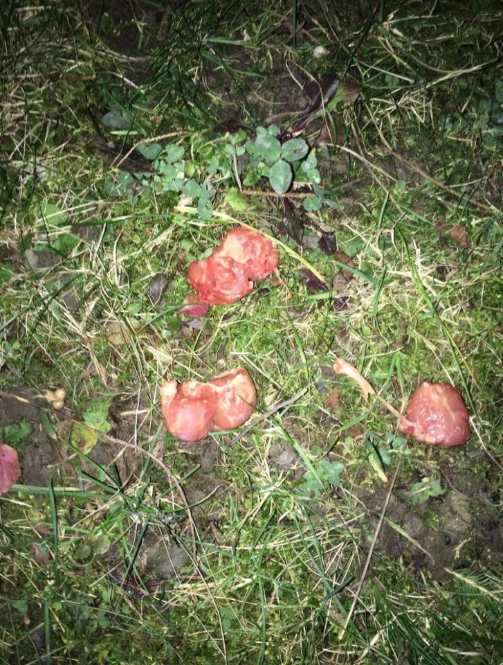 Hundekoeder2.jpg
