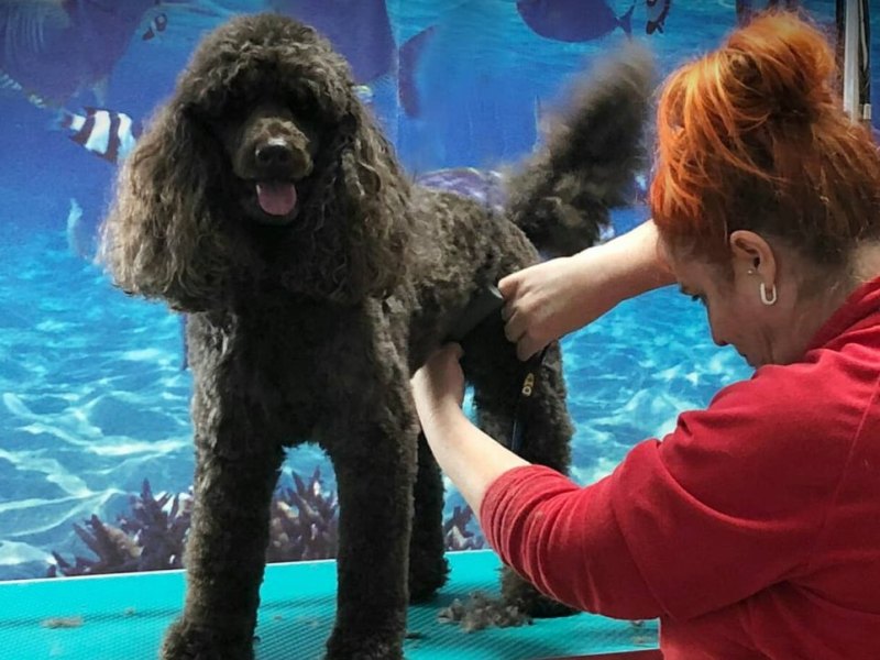 Hundesalon Erfurt.jpg