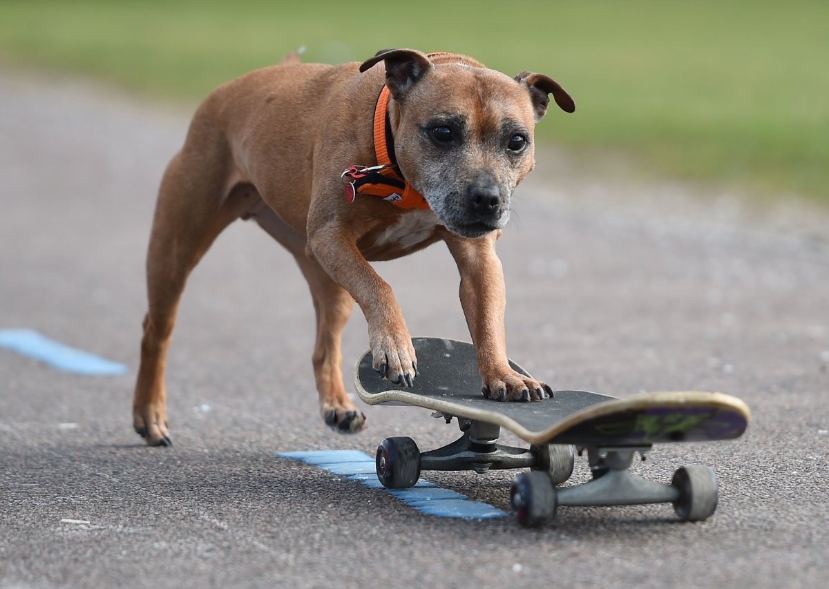 Hundeschau_Crufts_20_52727135.jpg