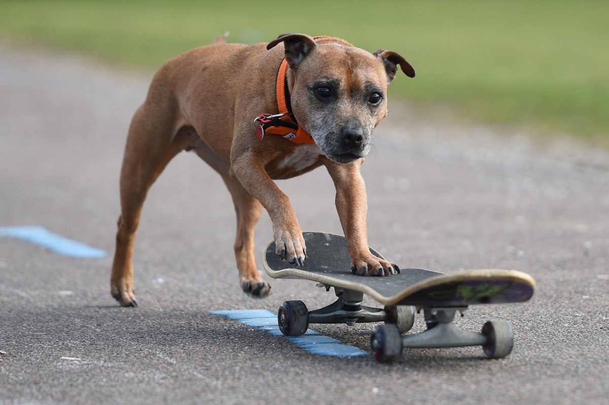 Hundeschau_Crufts_20_52727135.jpg