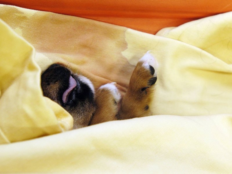 Hundewelpe.jpg