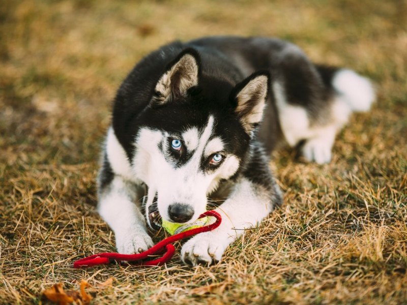 Husky Hund in Thüringen