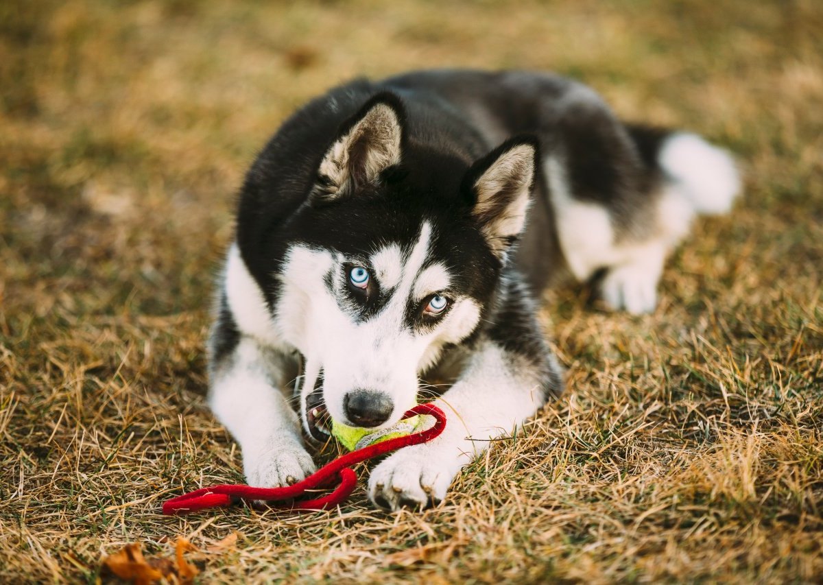 Husky Hund in Thüringen