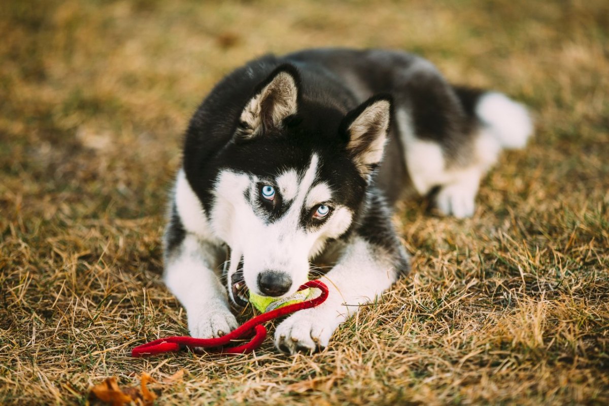 Husky Hund in Thüringen