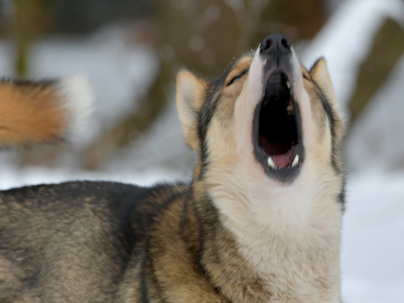 Mit rund 120 Schlittenhunde-Gespannen haben am Samstag (17.02.2018) in Frauenwald (Ilm-Kreis) die Deutschen Meisterschaften im Sprint begonnen. (Fotos: Uwe-Jens Igel)