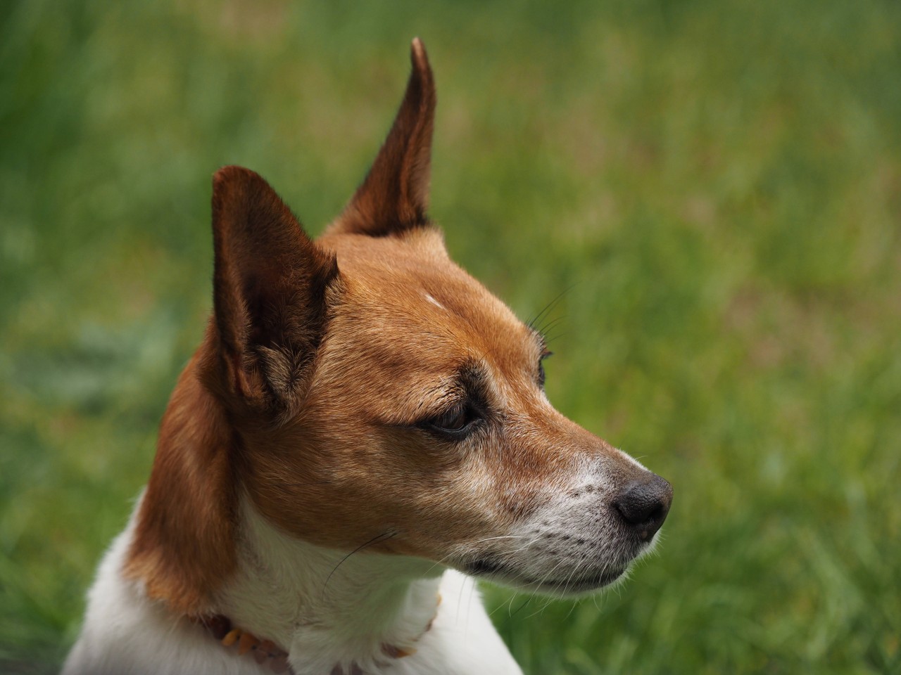 Eine Jack-Russel-Terrier-Dame aus Thüringen erlag ihren Verletzungen. (Symbolbild)