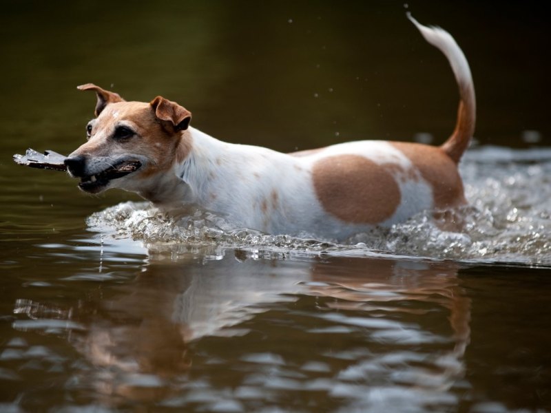 Jagdhund