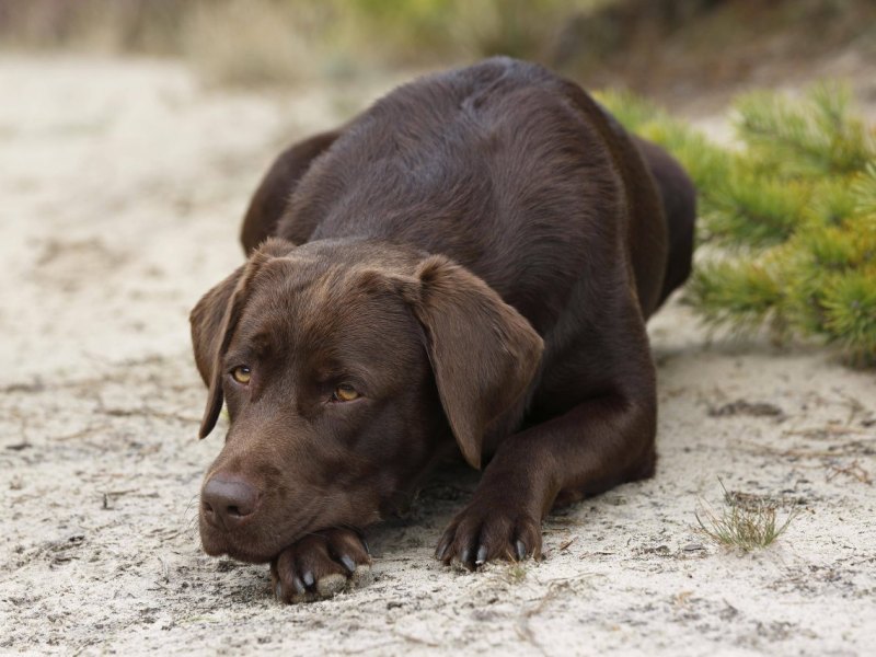 Jagdhund