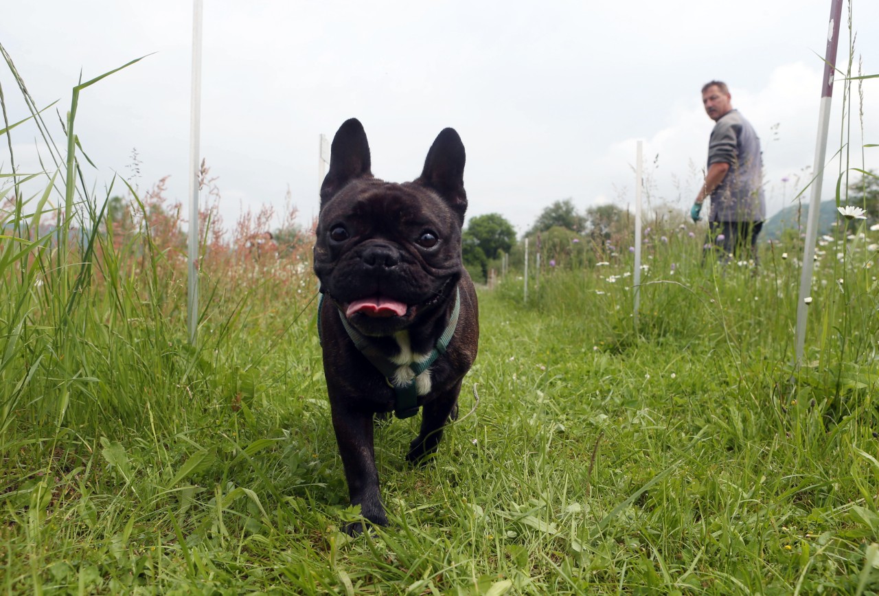 Wo dürfen die Hunde in Jena frei laufen und wo nicht? In der Lichterstadt gibt es einige Verwirrung. (Symbolbild)