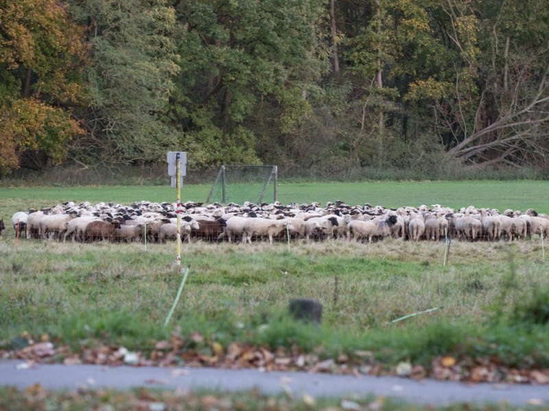 Jena-Schaf