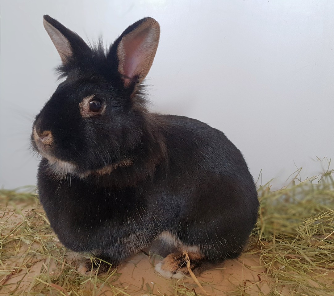 Das junge Kaninchenmädchen wurde gewissenlos ausgsetzt. Jetzt sucht das Tierheim Mühlhausen ein neues Zuhause für den kleinen Klopfer.