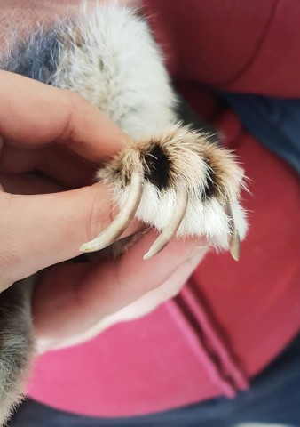 Ihr Halter wollte sich offenbar nicht mehr um sie kümmern. In einem Einkaufskorb eingepackt in einem Müllsack wurde sich dem Kaninchen entledigt.